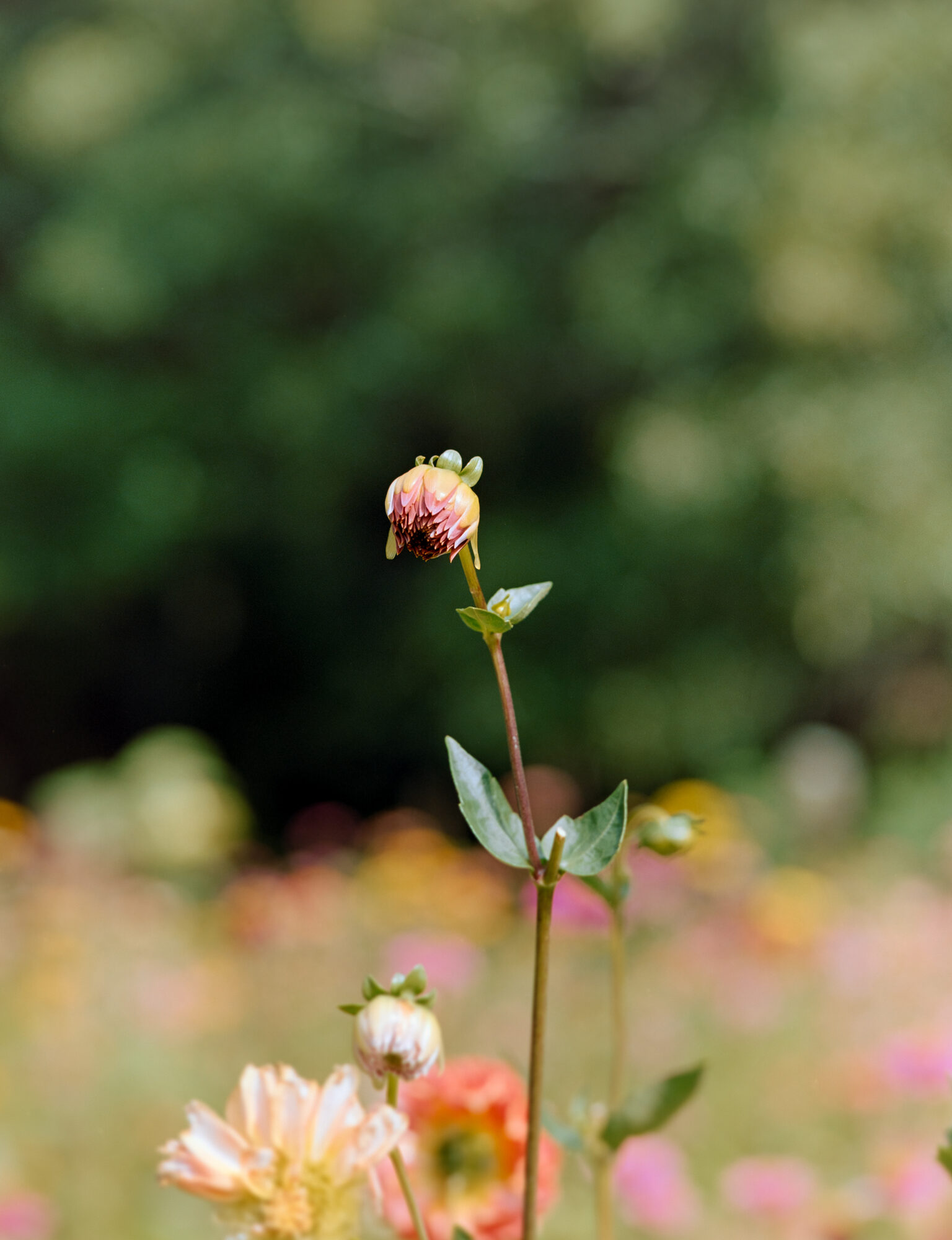 A single blooming flower rising above a soft, bokeh-filled field of dahlias and wildflowers in warm light.