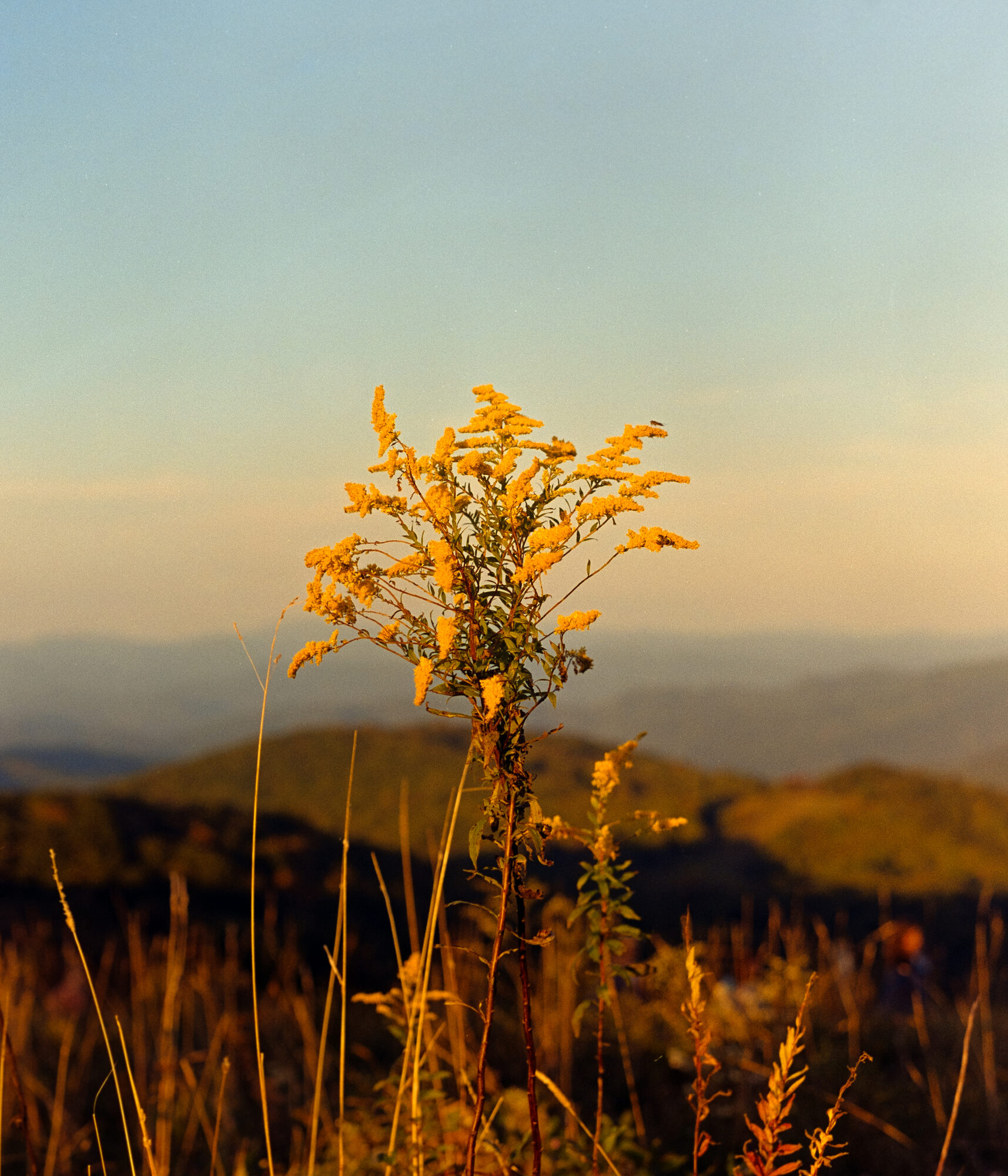 Golden hour photograph of a single goldenrod plant backlit against soft mountain backdrop. Taken from Max Patch, North Carolina.