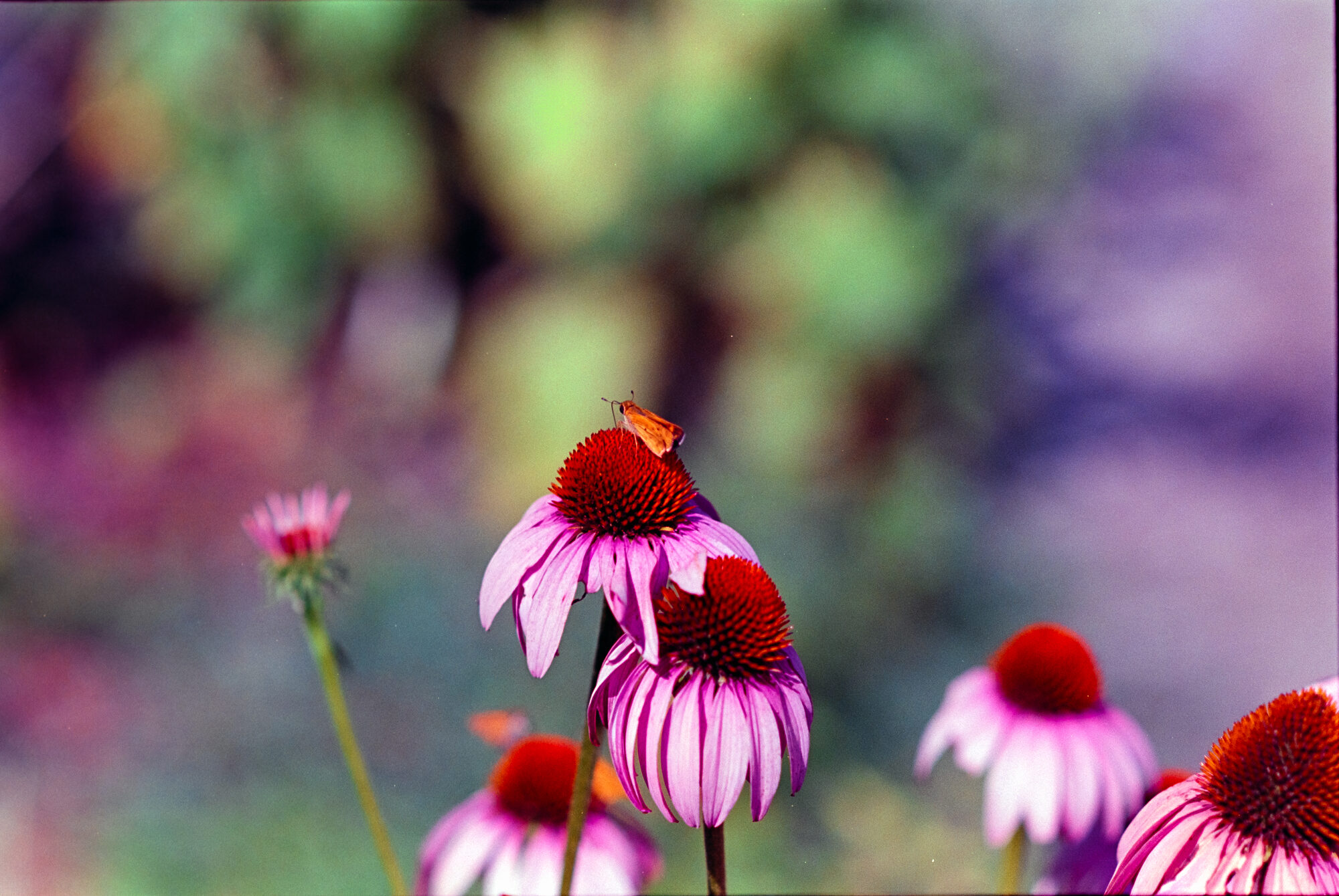 Purple coneflowers with a butterfly perched on top, soft green and purple bokeh background