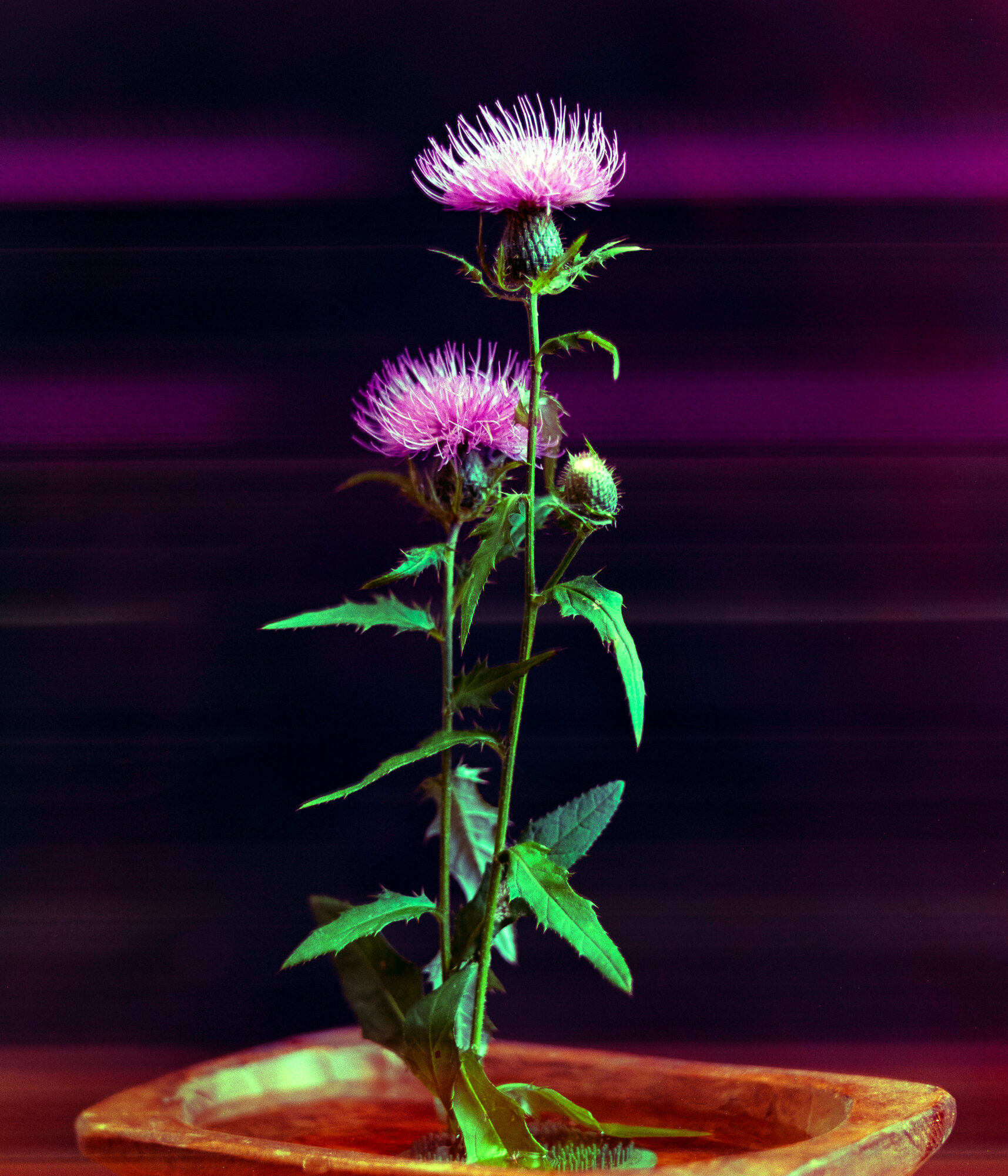 Still life of a thistle plant with pink blooms in a wooden bowl, on film, a defect causing the color streaking from the flower.