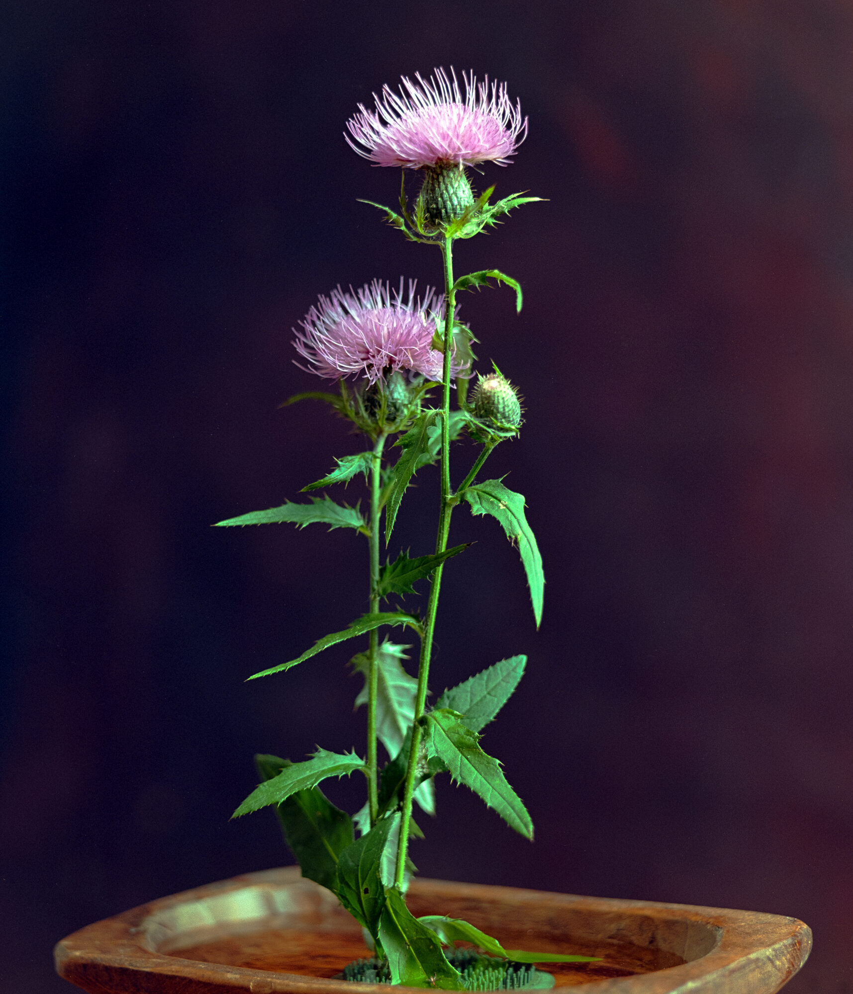 Thistle with pink blooms and green leaves against a soft dark purple background, painterly quality
