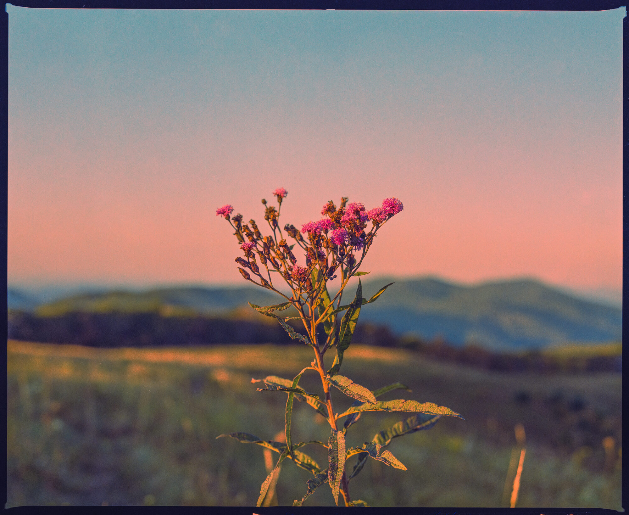 Pink Ironweed, partially gone to seed, silhouetted against a sunset sky with mountains, shot on film with visible frame edges - taken from Max Patch, NC.