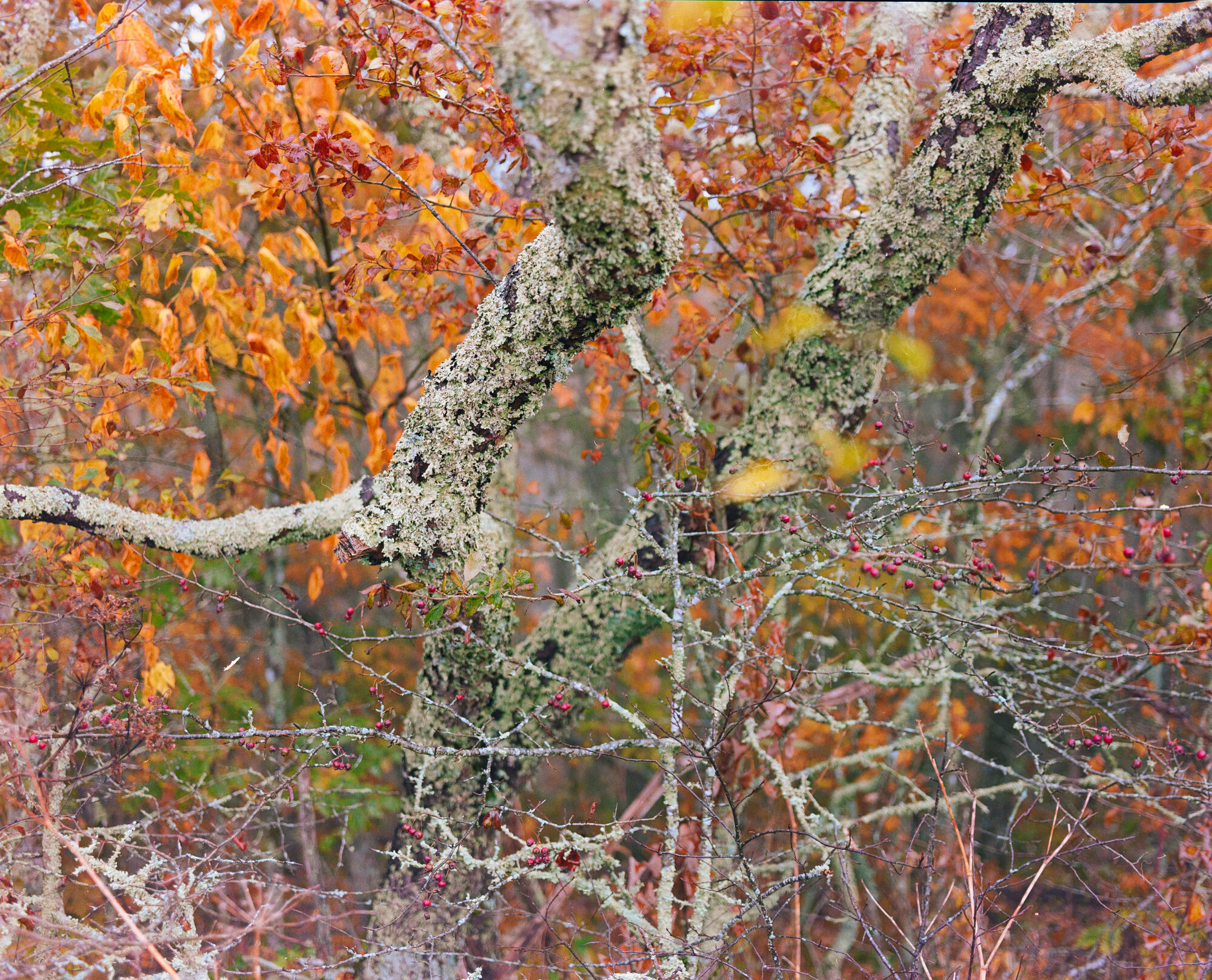 Lichen-covered tree branches tangled among vibrant autumn foliage in orange, gold, and muted green - taken at Grayson Highlands, Virginia.